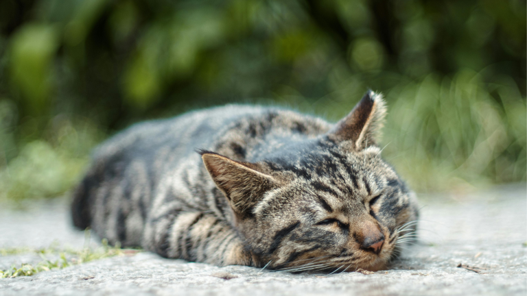 Lusteloosheid bij katten. PetSecur
