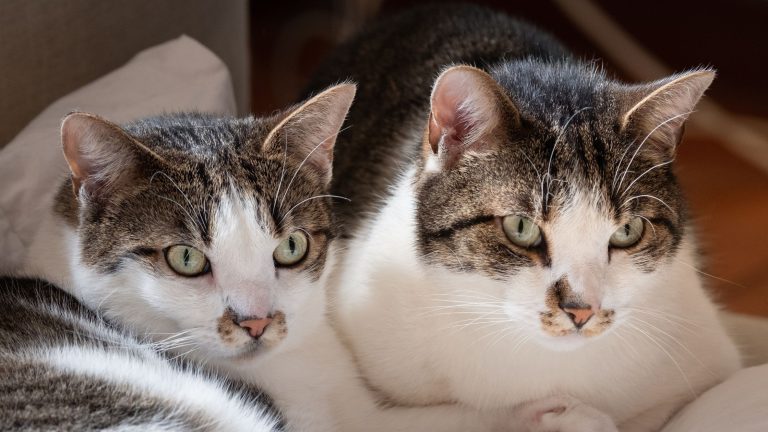 Maagkanteling kat kosten PetSecur
