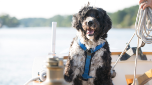 Wat kost een portugese waterhond? PetSecur
