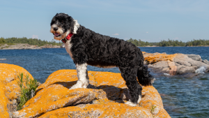 Een Portugese Waterhond op de rotsen bij het water. PetSecur