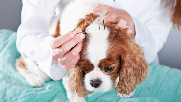 Acupunctuur bij je hond PetSecur