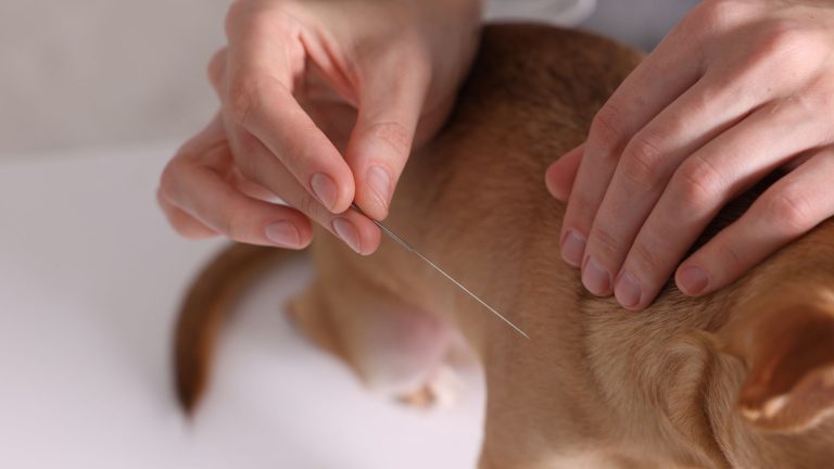 Acupunctuur bij je kat PetSecur
