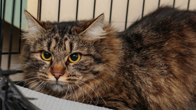 Dierenasiel Hoorn PetSecur