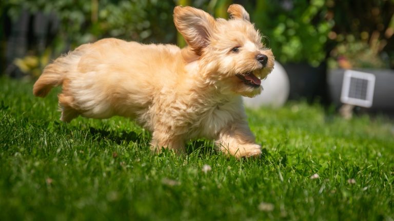 Grasaar bij honden PetSecur