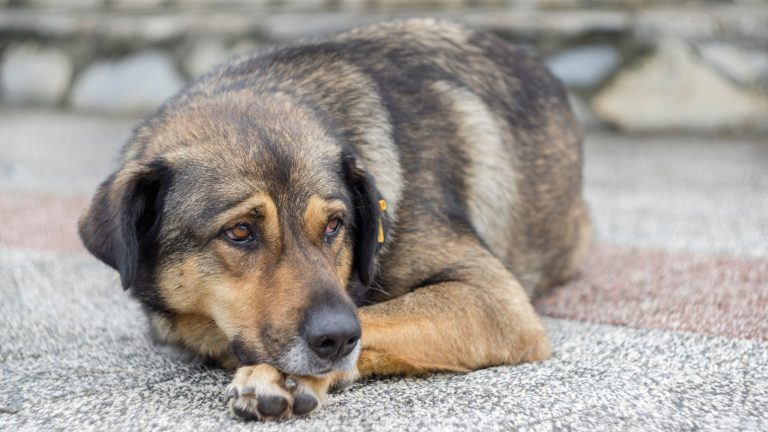 Hoe herken je pijn bij je hond? PetSecur