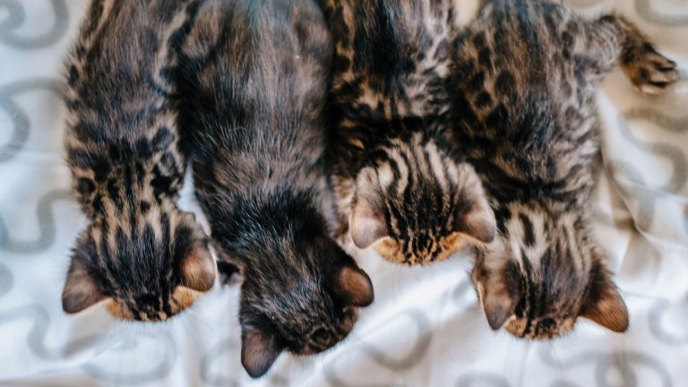 Hoe lang is een kat zwanger PetSecur