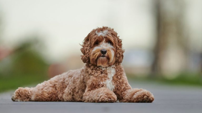Voed je Labradoodle goed op PetSecur