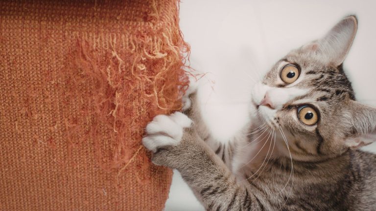 Wat heb je allemaal nodig voor een kitten? PetSecur