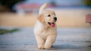 Wat heb je allemaal nodig voor je puppy? PetSecur