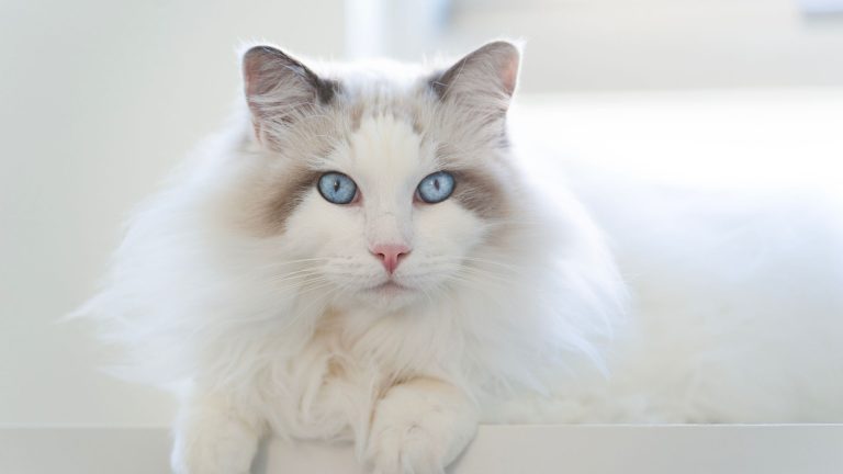 Welke kat is het liefste PetSecur