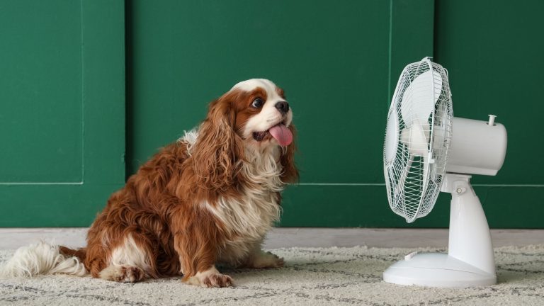 Beste koelmat voor honden PetSecur