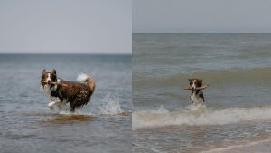Hotel aan zee met je hond PetSecur