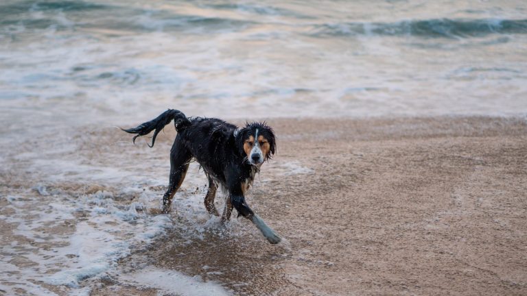 Hotel aan zee met je hond PetSecur