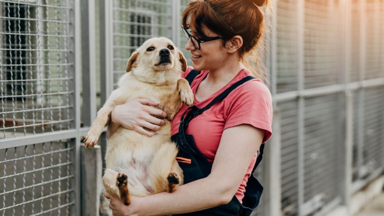 Dierenasiel steeds voller PetSecur
