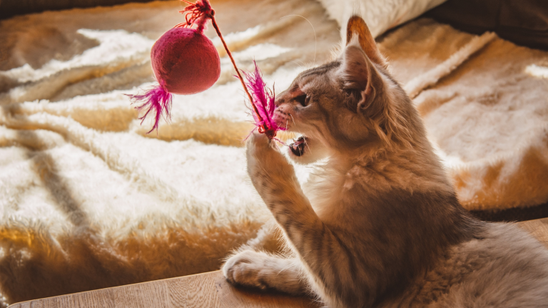 Wanneer komt mijn kat in de puberteit?