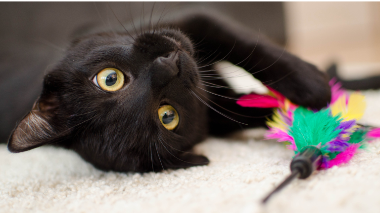 Welke kattenspeeltjes moet ik voor mijn kat kopen? - PetSecur