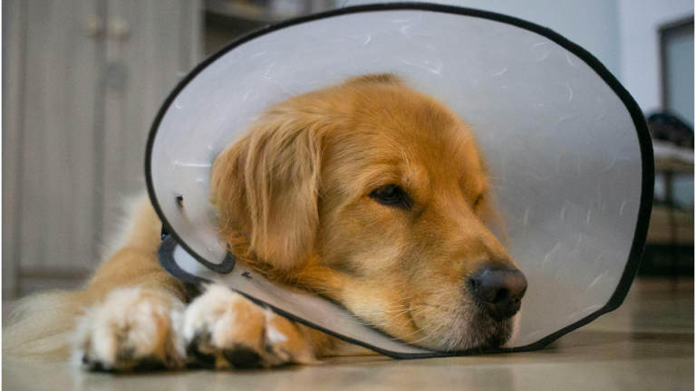 Blaasoperatie hond behandeling, kosten en vergoeding - PetSecur