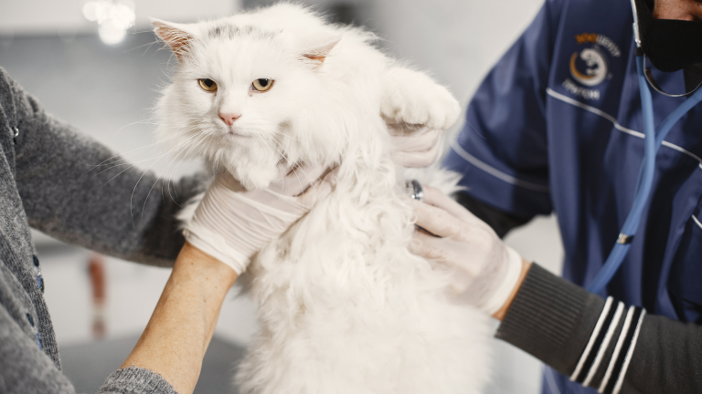 Bloed-in-ontlasting-kat-oorzaken-en-wat-te-doen-PetSecur