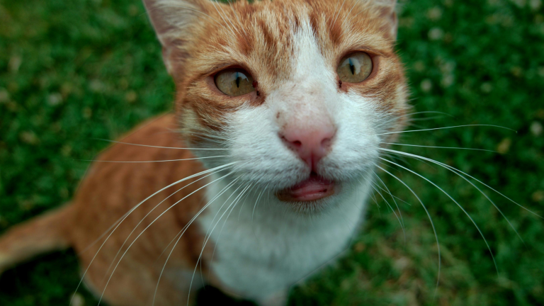 Grasaren bij katten symptomen, verwijderen en voorkomen - PetSecur
