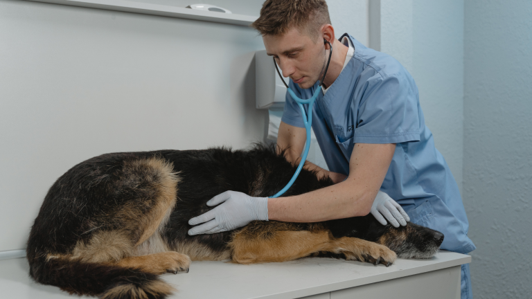 Hersenbloeding hond symptomen, behandeling en kosten - PetSecur