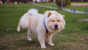 Hond heeft moeite met plassen - PetSecur