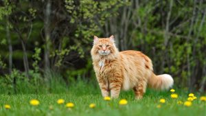 Kat in het gras - PetSecur