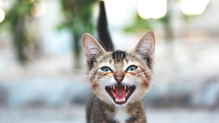 Kat-stinkt-uit-bek-oorzaken-en-wat-je-kunt-doen-PetSecur