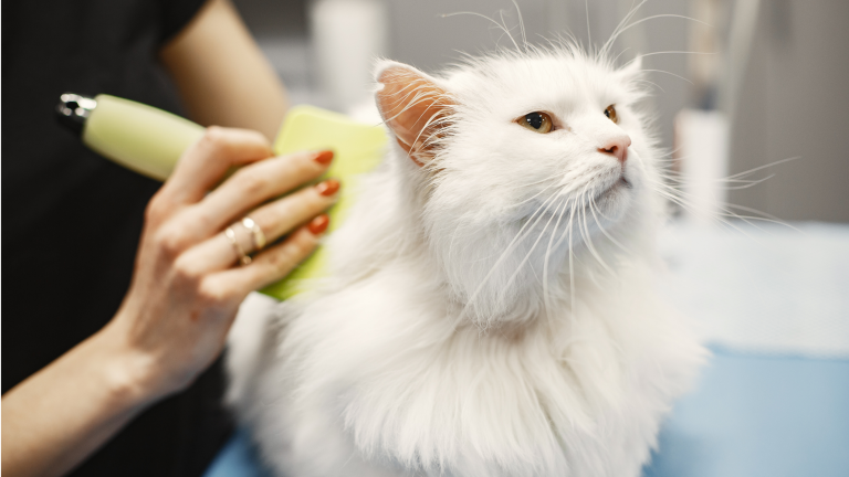 Kosten kat trimmen - PetSecur