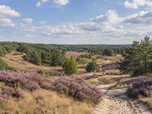 Brunsummerheide PetSecur