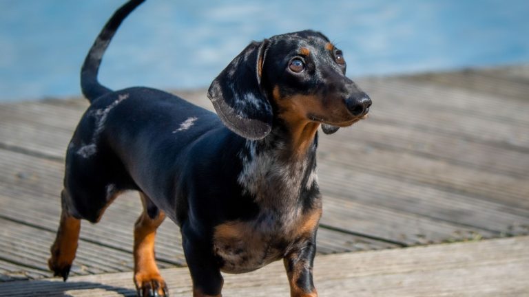 Hartoperatie hond PetSecur