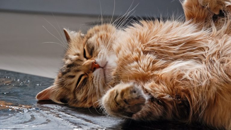 Hartoperatie kat PetSecur