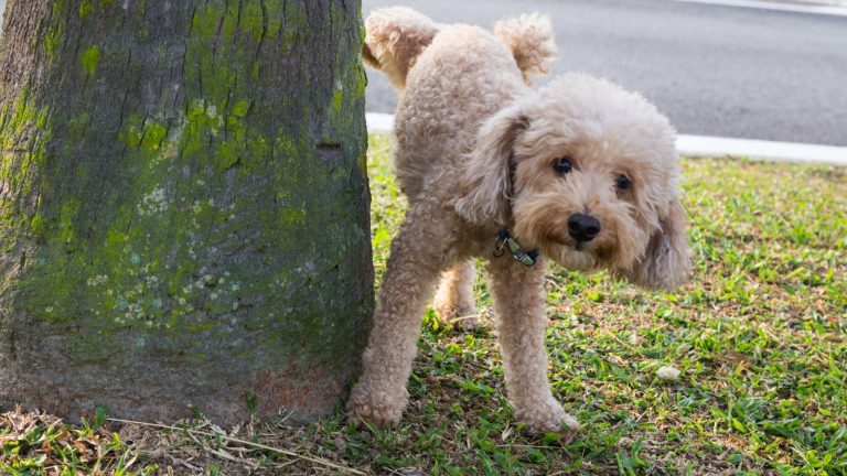 Hond kan niet plassen PetSecur