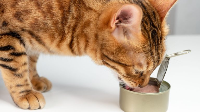 Leverproblemen bij je kat PetSecur