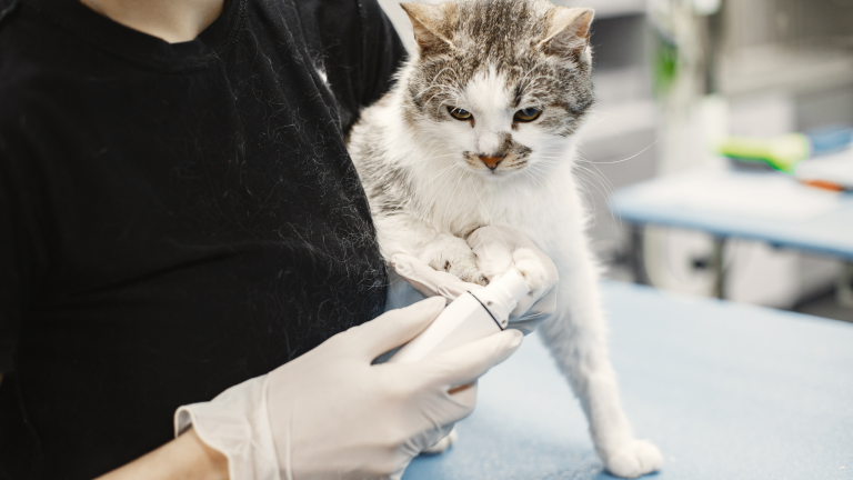 Tia bij katten symptomen, oorzaken en behandeling - PetSecur