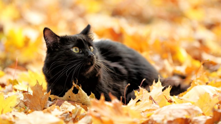 Kat herfst PetSecur
